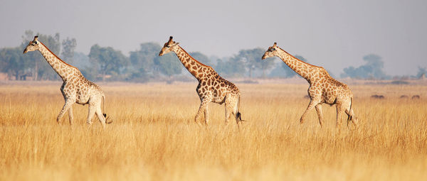 Giraffes on field