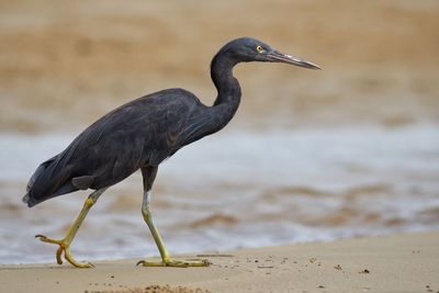 View of bird on beach
