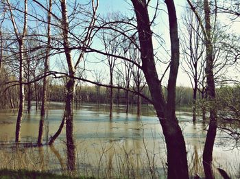 Scenic view of lake and bare trees against sky