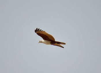 Low angle view of eagle flying against clear sky