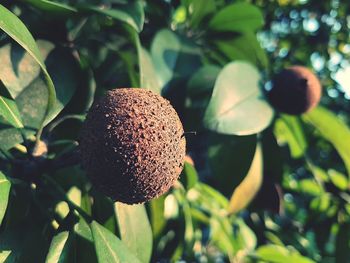 Close-up of fruit growing on tree