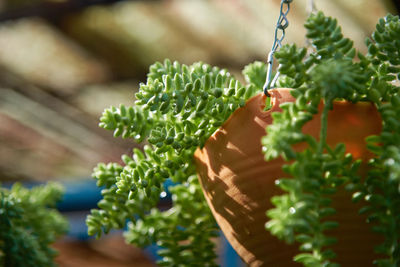 Close-up of potted plant