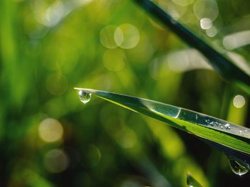 Close-up of water drops on plant leaves