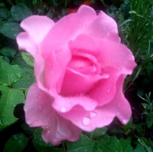 Close-up of wet pink rose blooming outdoors