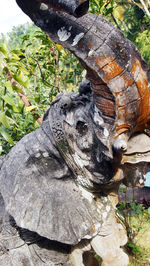 Close-up of lizard on tree