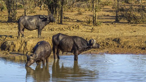 Horses in a lake