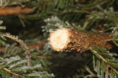 Close-up of tree branch