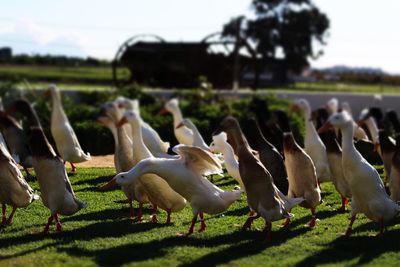 Flock of birds on field