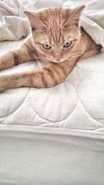 Portrait of cat lying on bed