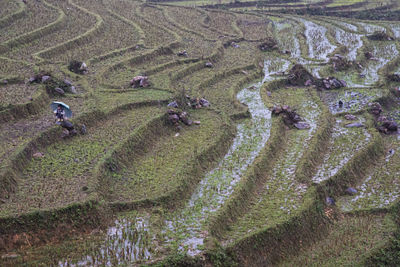 High angle view of agricultural field