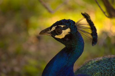 Close-up of a peacock