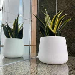 Close-up of potted plant against wall at home