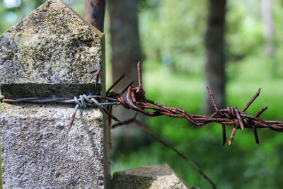 Close-up of rusty barbed wire