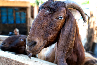 Close-up of a horse