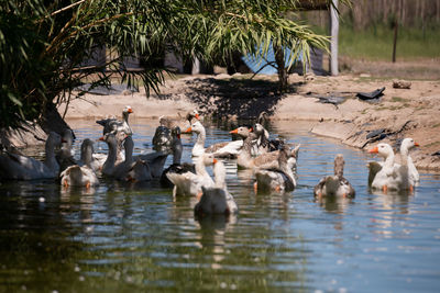 Ducks in a lake