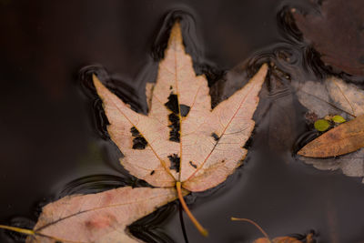 High angle view of dry leaves floating on lake