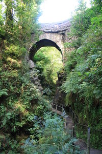 Arch bridge in forest