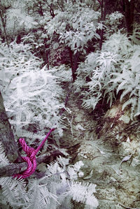 Close-up of snow covered trees in forest