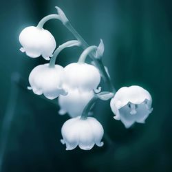 Close-up of white flowers