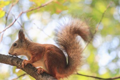 Close-up of squirrel on tree