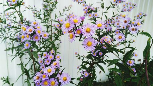 Flowers blooming outdoors