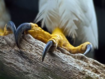 Close-up of lizard