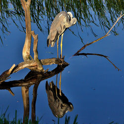 Low angle view of bird perching on tree