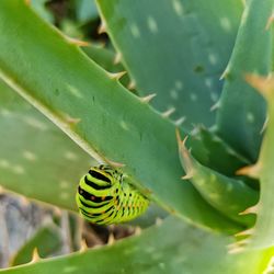 Close-up of succulent plant