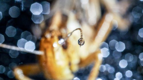 Close-up of insect on leaf