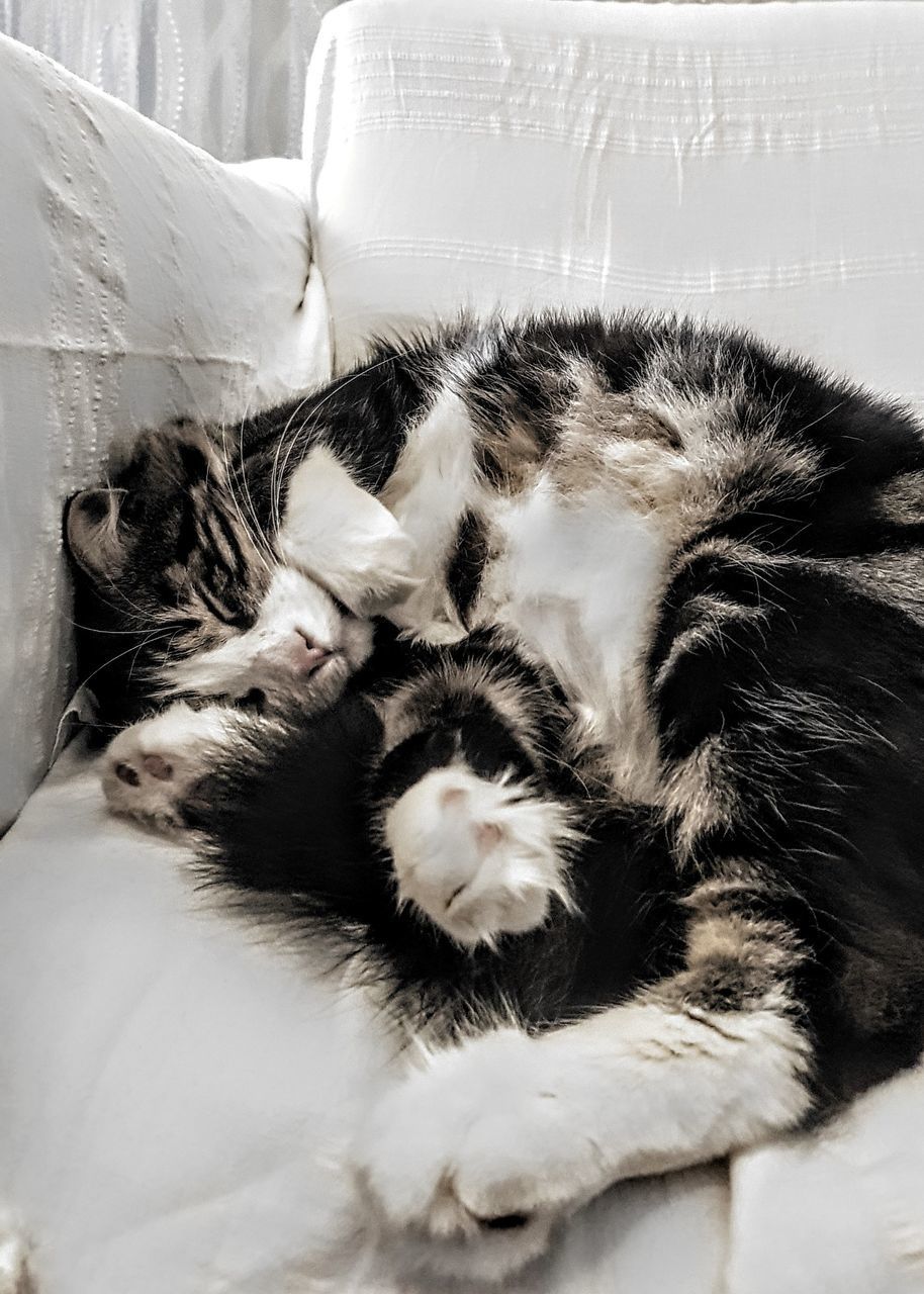 CLOSE-UP OF CAT SLEEPING IN SOFA