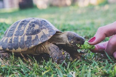 Cropped hand feeding tortoise on land