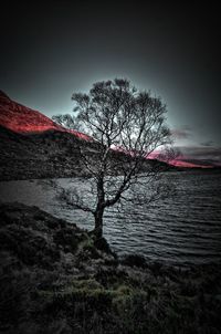 Bare trees on landscape against clear sky