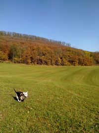 View of a dog on landscape