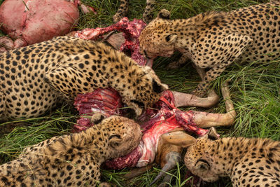 Close-up of four cheetahs eating hartebeest carcase