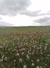 Scenic view of flowering plants on field against sky