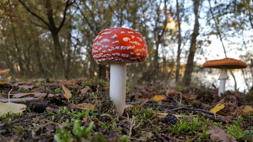 Close-up of mushroom growing on field