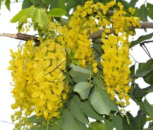 Low angle view of yellow flowers