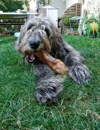 Dog relaxing on field