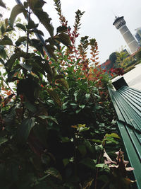 Low angle view of plant against building