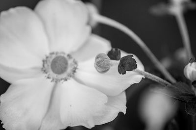 Close-up of flowering plant