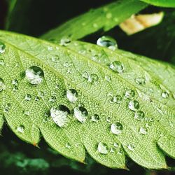Close-up of raindrops on leaves