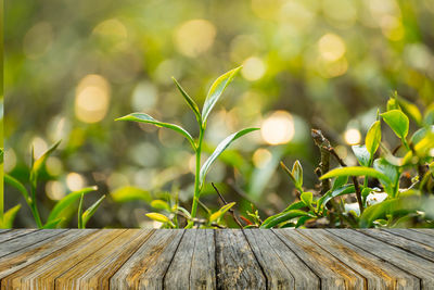 Close-up of leaves on plant