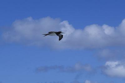 Low angle view of bird flying in sky