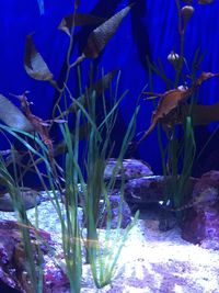 Close-up of fish swimming in aquarium