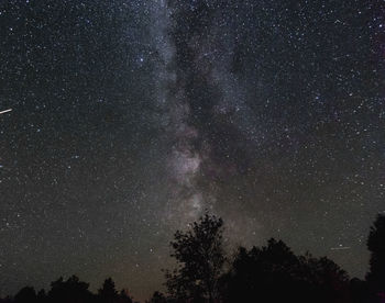 Low angle view of trees against star field at night