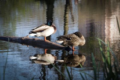 Ducks on lake