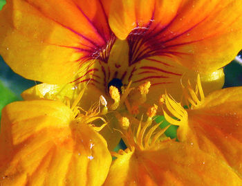 Close-up of yellow flower