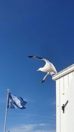 Low angle view of seagulls flying against clear blue sky