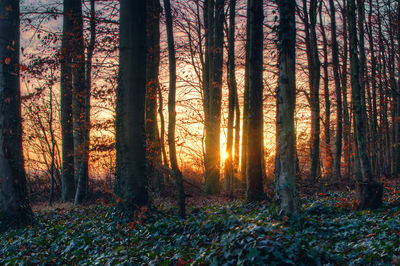 Trees in forest during sunset