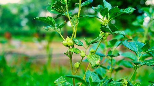 Close-up of purple flowering plant